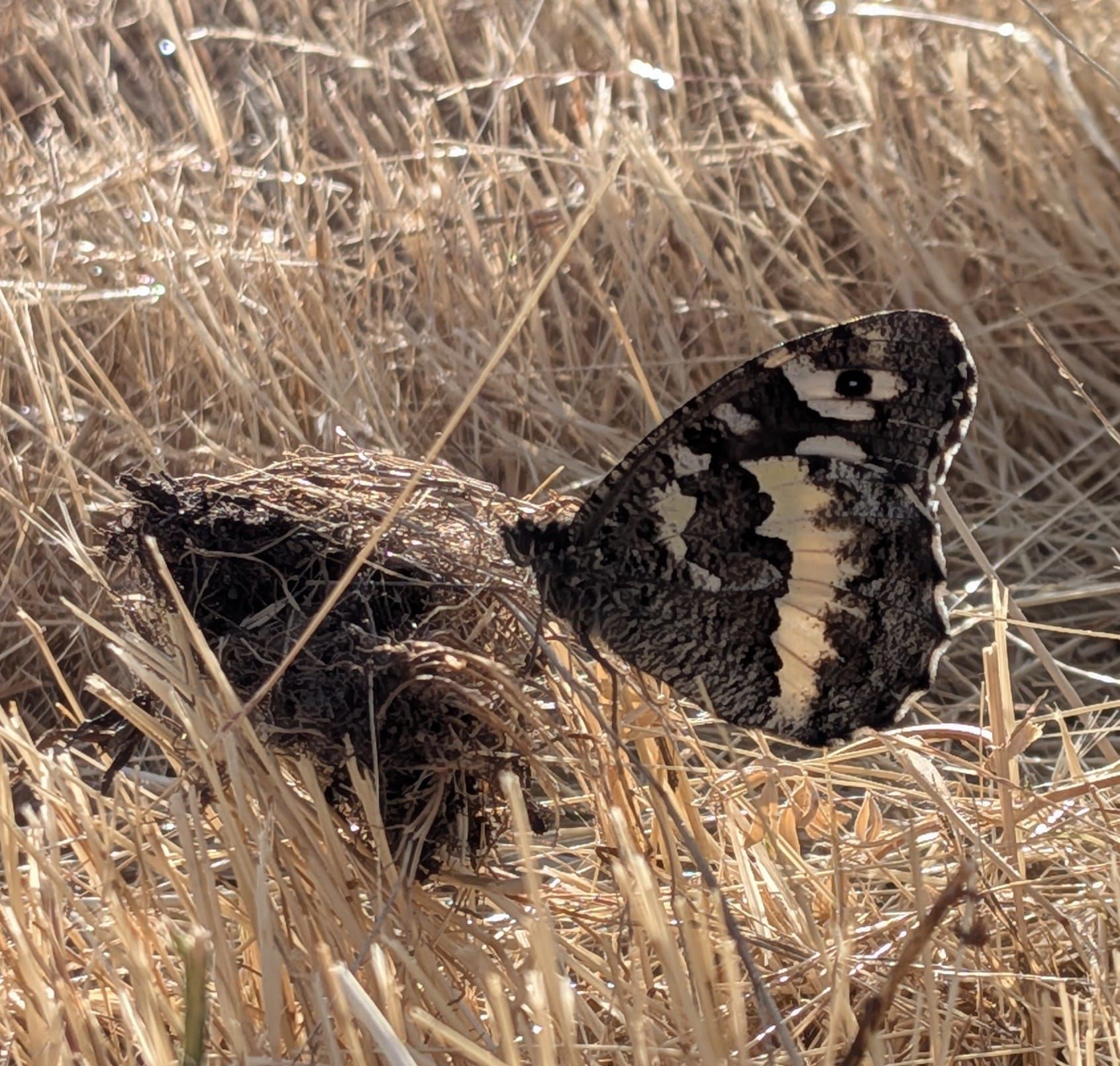 Great Banded Grayling