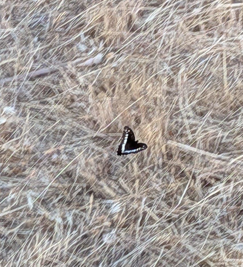Great Banded Grayling in flight