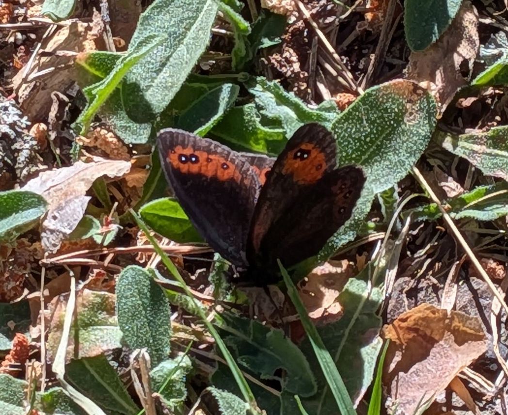 s Ringlet