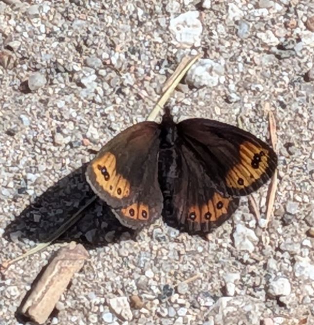 de Prunner s Ringlet