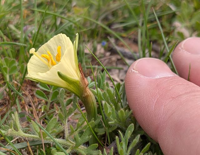 Narcissus bulbocodium